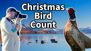 40+ Species During the Christmas Bird Count!