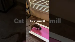 Cat walking on treadmill