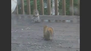 Slow Mo squirrel fight vine