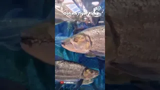 A massive collection of beastly tiger fish