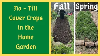 Fall Planting Cover Crops In The Home Garden - No Till Method - Feeding The Life In The Soil