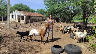 ENTREGA DE RAÇÃO PARA OS ANIMAIS DE SOCORRO A RAINHA DOS BODES NO SERTÃO PERNAMBUCANO.