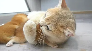 Mother cat's hug is so intense || Mom cat loves her little daughter so much