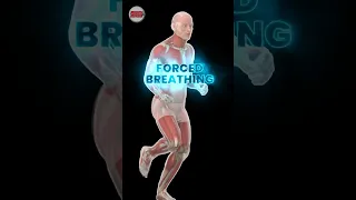 Forced inspiratory breathing #MuscleandMotion