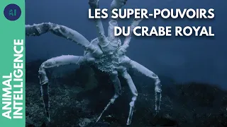 Le crabe royal : un conquérant invincible ? I IA