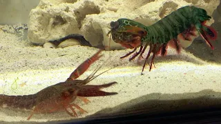 Giant Mantis Shrimp VS Invasive Crayfish | Catch & Feed