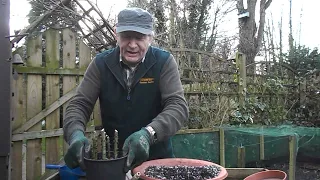 Rose growing in Winter - How to propagate roses from hardwood cuttings