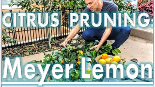 'Improved Meyer' Lemon Tree (YEAR 2) - Pruning Tips by IV Organic 3-in-1 Plant Guard