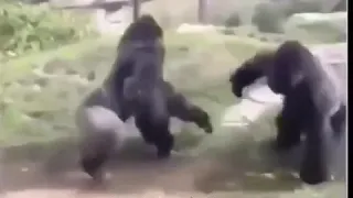 Gorillalar jangi😂😂😂😂ddublyaj     Like bosing va Kanalimizga azo bo’ling
