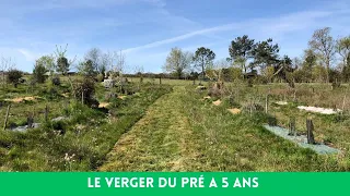 Un verger naturel après 5 ans