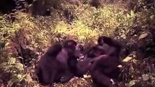 National Geographic | The Lives of Mountain Gorillas [Full Documentary] History Channel
