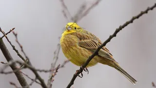 *** Наблюдаем за птичками или голод не тетка ***