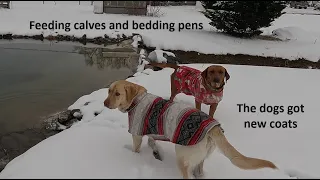 Feeding Calves, Bedding Freshing Pen and More Snow