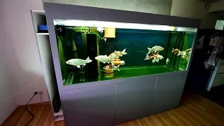 Modern Koi Blog #3088 - Ein superklares Koi Aquarium