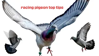 PIGEON DISEASES AND TREATMENTS