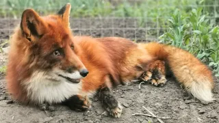 Лис Альф зажигает и девчонки тоже!