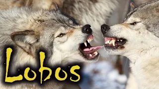 LOBOS CAÇANDO DOCUMENTARIO SOBRE ANIMAIS SELVAGENS INCRIVEIS!!