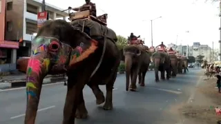 हाथियों का वायरल वीडियो 🦣 || Elephant 🐘 Viral Video || Jaipur Vlogs 2024 ♥️ || Bharat Singh Vlog