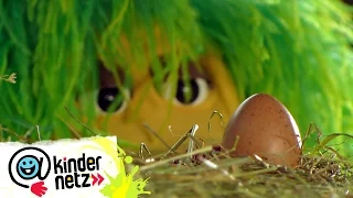 Schlüpfen aus allen Eiern Küken? | OLI's Wilde Welt | SWR Kindernetz