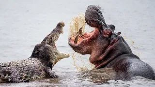 Hippo Vs Crocodile Fight At The River