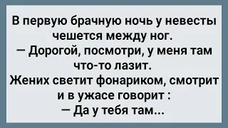 У Невесты Что то Лазит Между Ног! Сборник Свежих Анекдотов! Юмор!