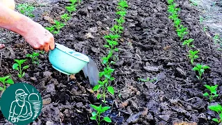 🌱 Fertilizing tomatoes, peppers, eggplants after planting seedlings in open ground