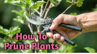 How to prune plants || Rose pruning || Pruning Benefits