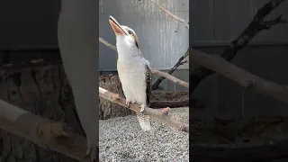 Laughing Kookaburra - Cincinnati Zoo #shorts