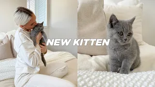 BRINGING HOME OUR NEW BRITISH SHORTHAIR KITTEN | Stella Vataman