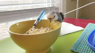 Cockatiel gobbles up ramen noodles