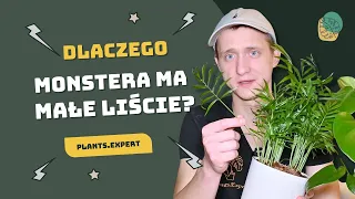 Dlaczego Monstera ma małe liście, dlaczego nie ma dziur, po co dziury w Monsterze, jaka podpora ?