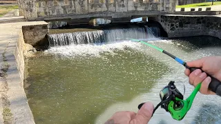 HISTORIC urban creek FULL of fish! (Biggest catch of the year!)