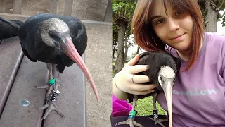 The story of Iris, the Bald Ibis