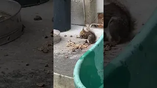 北海道店に遊びに来たエゾリス