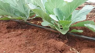 Solar powered drip irrigation system for cabbages Cabbage irrigation in Uganda