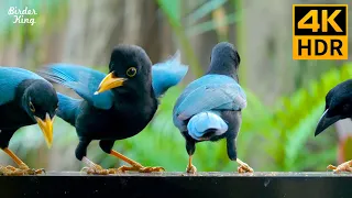 Cat TV for Cats to Watch 😺 Naughty Blue Birds and Adorable Ground Squirrels 🐦 8 Hours(4K HDR)