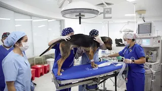 Cirugías para mascotas con tecnología 3D en Medellín