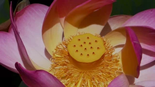 LOVING LOTUS FLOWERS - QUARRYHILL POND - BRIAN CRAIN PIANO - ADAGIO CON AMORE