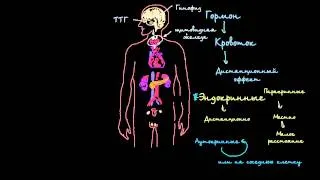 Введение в эндокринную систему