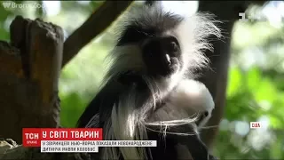 У Нью-Йорку показали новонароджене дитинча мавпи рідкісного виду колобус