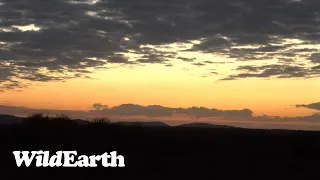 WildEarth - Sunrise Safari -  11 August 2023