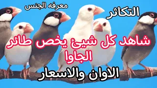 طائر الجاوا الابيض والعسلي والالمنيوم والبلبلي