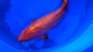 Modern Koi Blog #3445 - Ginrin Aka Matsuba, weiblich, 3 Jahre, 73 cm aus Auktion No. 400