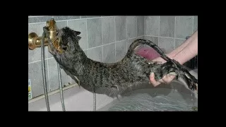 Cats Hate Water! - Funny Cats in Water Compilation 2018