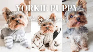 A DAY IN THE LIFE OF A YORKIE PUPPY | YORKIE DAILY ROUTINE