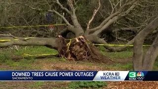 Northern California storms leave many downed trees