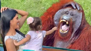 Naughty Monkeys TROLL Everyone In The Zoo ★ Funny Babies and Pets