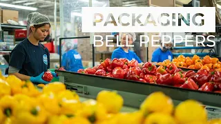 Packaging THOUSANDS of Bell Peppers
