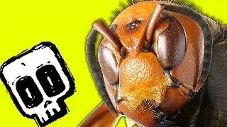 Giant Hornet vs Honey Bees | Deadliest Showdowns | BBC Earth