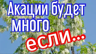 ⚡Супер - Акация 2021+ сильные пчелосемьи =много мёда‼️